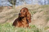 SETTER IRLANDAIS 301